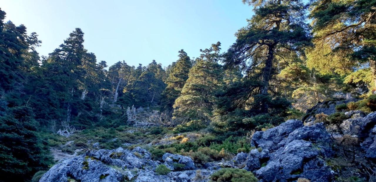 Hotel Sierra Hidalga Ronda Kültér fotó