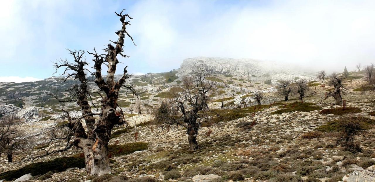 Hotel Sierra Hidalga Ronda Kültér fotó